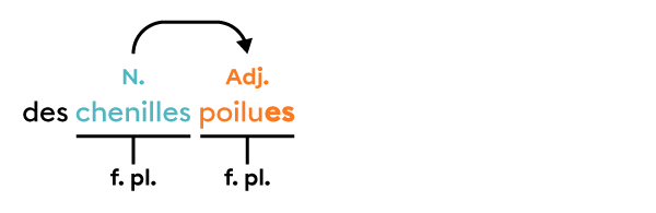 Exemple d’un groupe du nom dans lequel l’adjectif est accordé en genre et en nombre avec le nom qu’il accompagne.