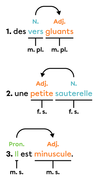 Exemples d’adjectifs bien accordés dans des groupes du nom.