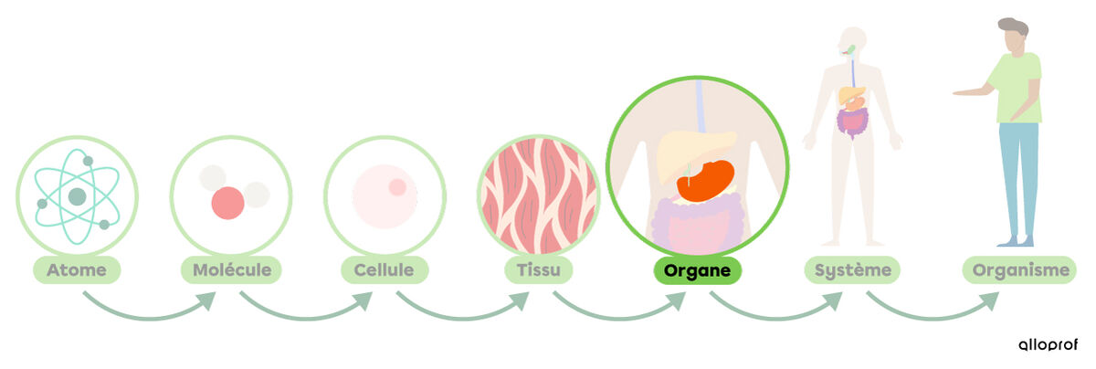 Les niveaux d’organisation dans le corps humain, soit l’atome, la molécule, la cellule, le tissu, l’organe, le système et l’organisme. 