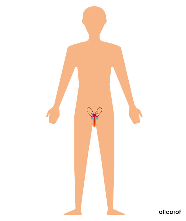 The male reproductive system.