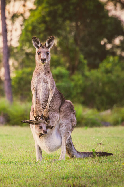 A kangaroo with its baby in its belly pouch.