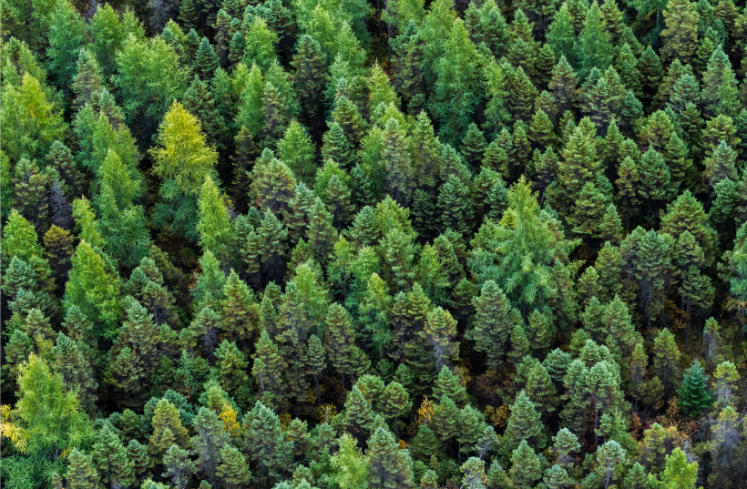 A boreal forest landscape in Quebec.