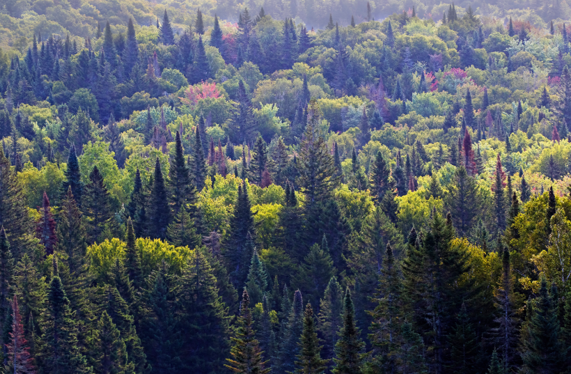 A temperate forest landscape.
