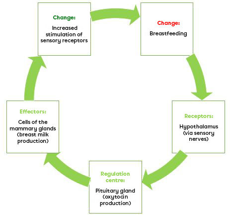 A breastfeeding regulatory loop. 