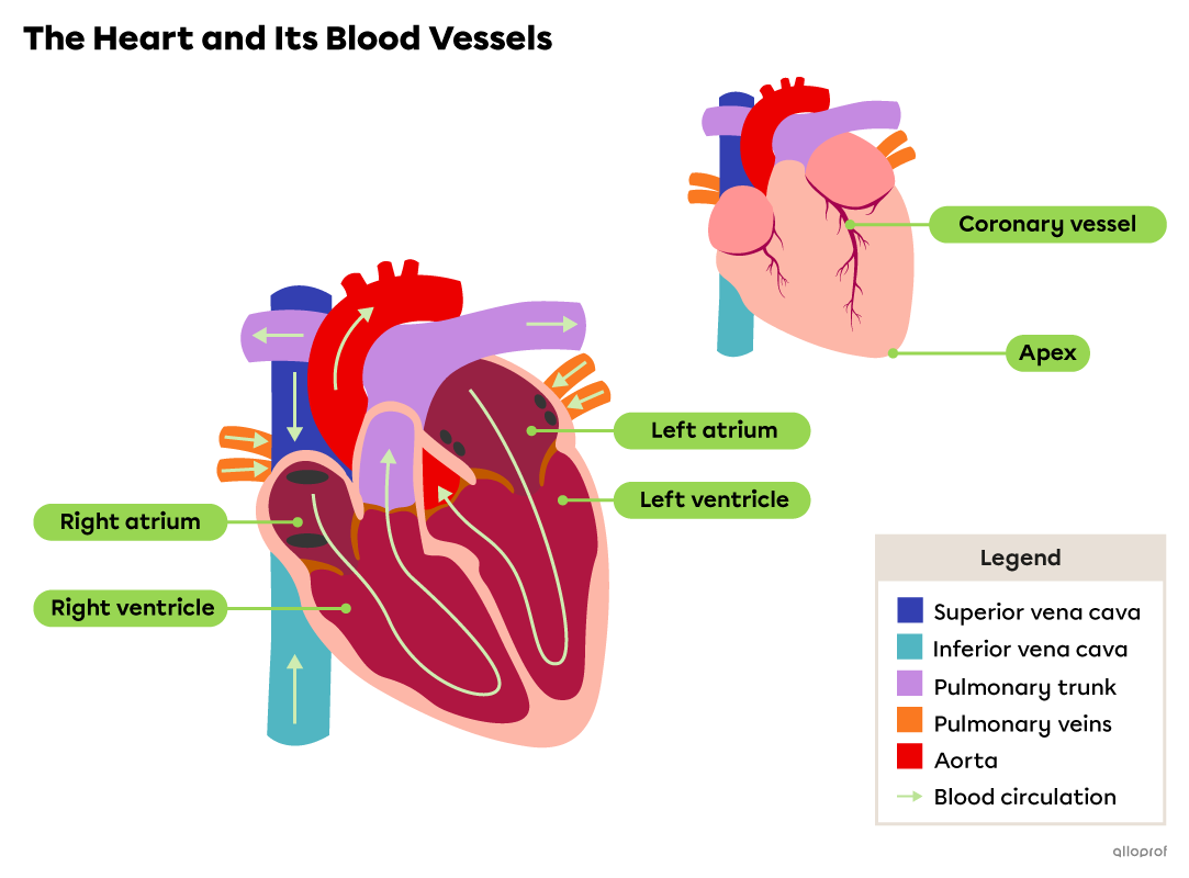 The heart, the coronary vessels, the apex, the atria and the ventricles.