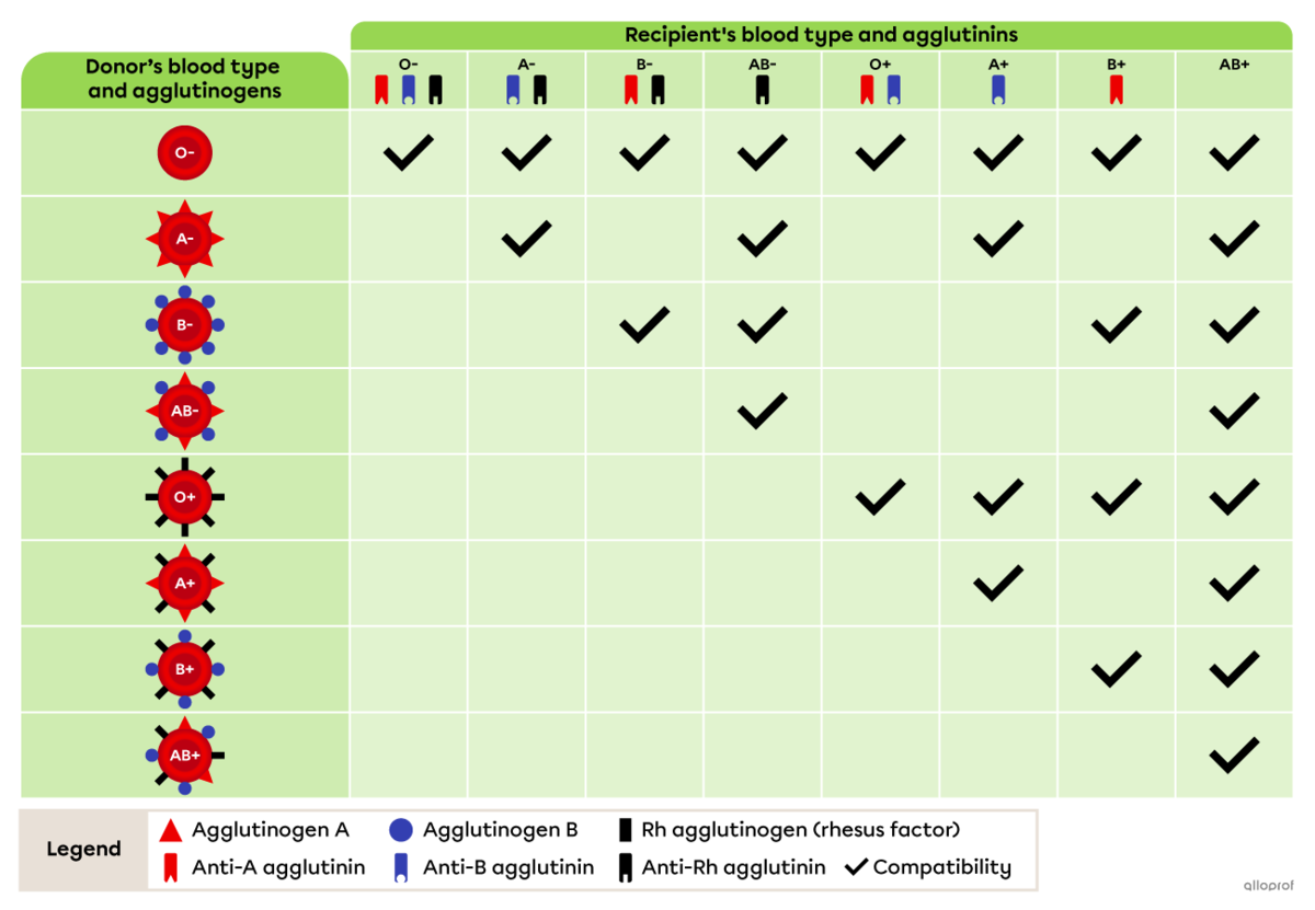 The donor's blood type is indicated in the first column. The recipient's blood type is indicated in the first row. A checkmark indicates that the two blood types are compatible. 